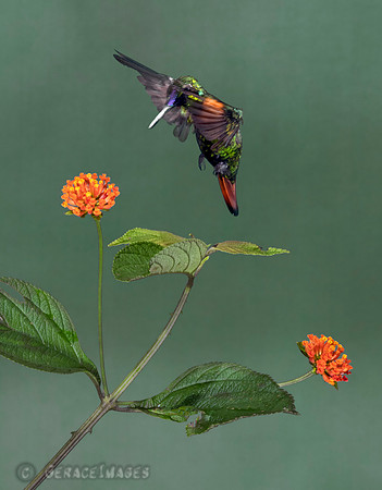 Gould's Jewel Front