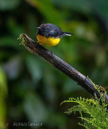 Slate-Throated Woodstart