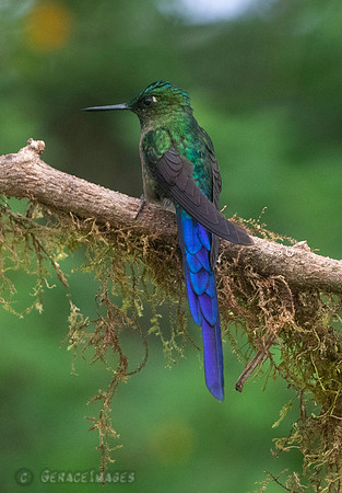 Violet-Tailed Sylph