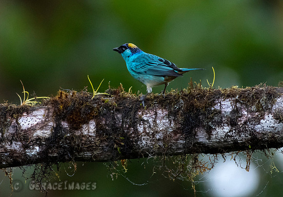 Golden-Naped Tanager