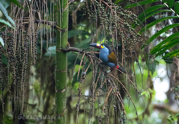 Plate-Billed Mountain Toucan