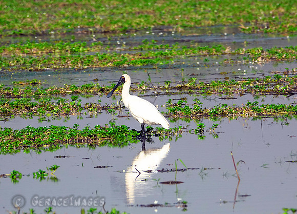 Royal Spoonbill