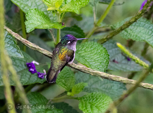 Violet-Headed