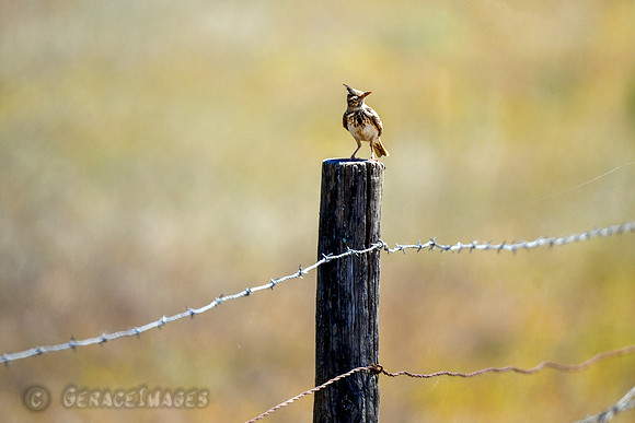 Crested Lark