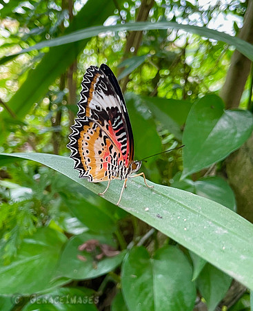 Buttefly Garden at Terminal 3 at the Changi Airport.