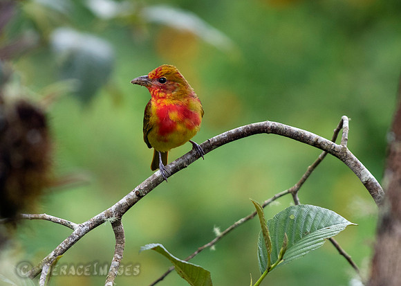 Juvenile Summer Tanager