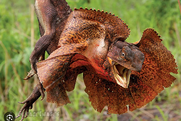 ...because this is what it looks like when excited or threatened. Image taken from the internet.