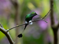 Booted Raquet-Tail