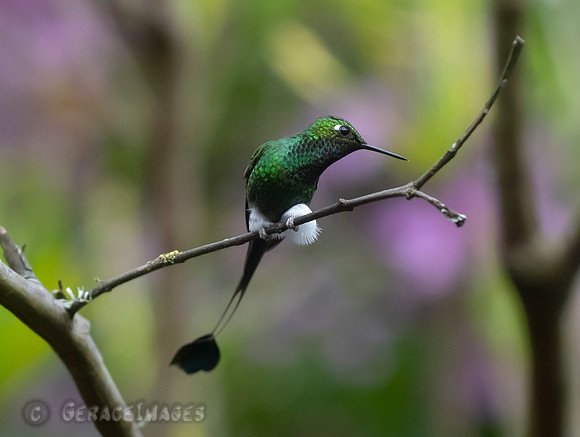 Booted Raquet-Tail