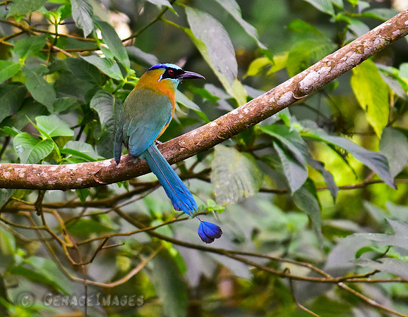 Blue-Crowned Motmot swinging it's pendulum tail preparing to fly.