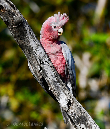 Galah