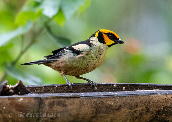 Flame-Faced Tanager