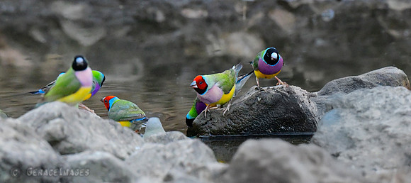 The pink or mauve colored chests are those of the females.