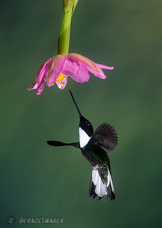 Collared Inca