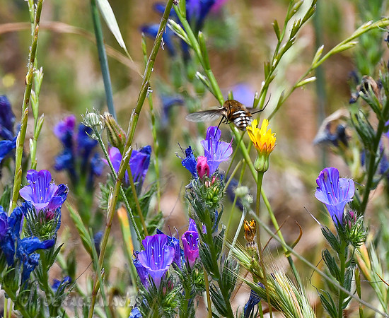 Bee Fly