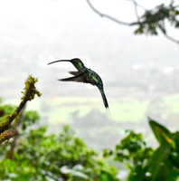 Green Hermit