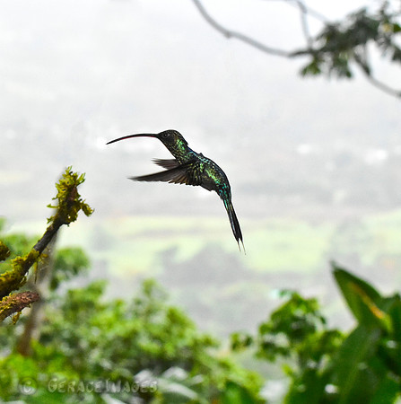 Green Hermit