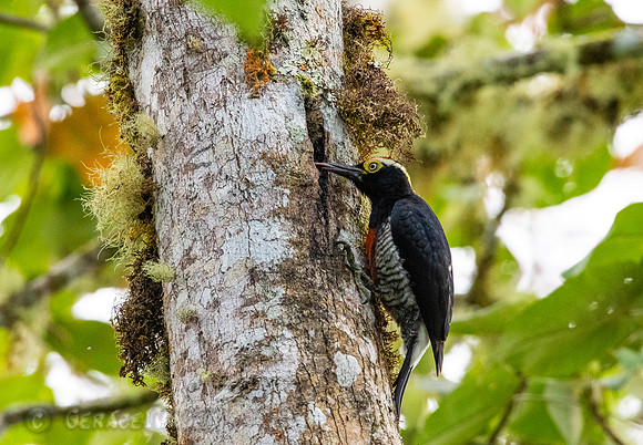 Yellow-Tufted Woodpecker