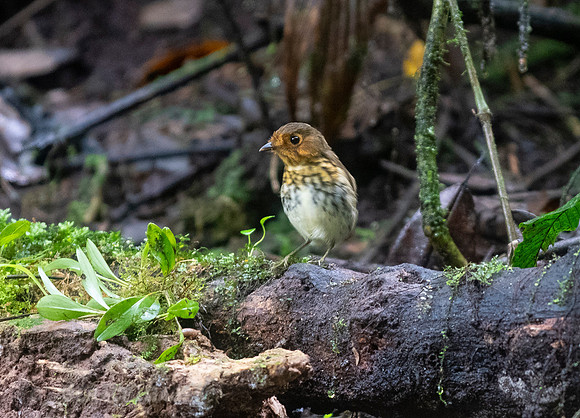 Ochre-Breasted Antpittal