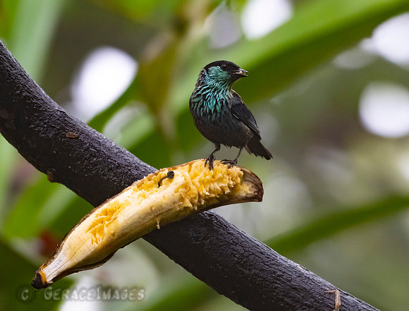 Male Black-Capped Tanager