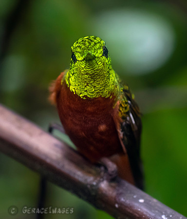 Chestnut-Brested Coronet