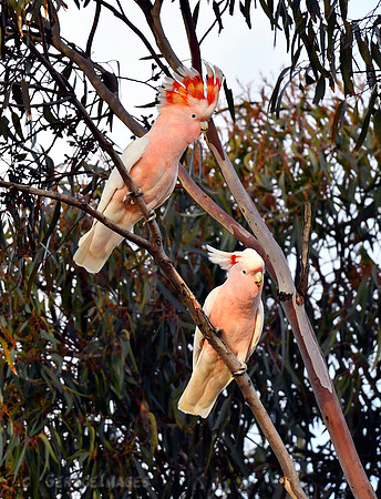 Pink Cockatoos seen around the town of Ouyen in the Mallee. About a 5-6 hrs drive from Melbourne.