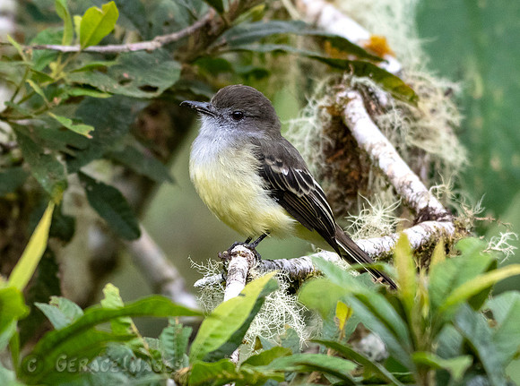 Pale-WInged Flycatcher