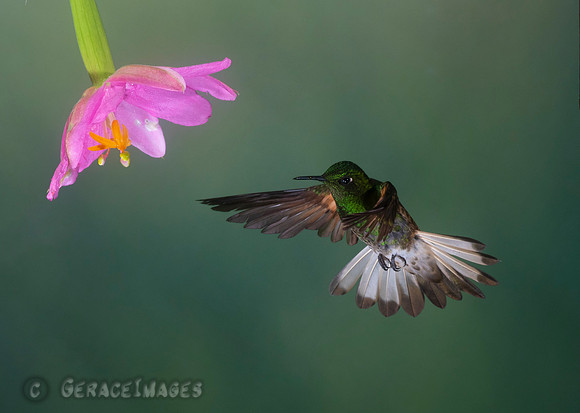 Buff-Winged Starfrontlet