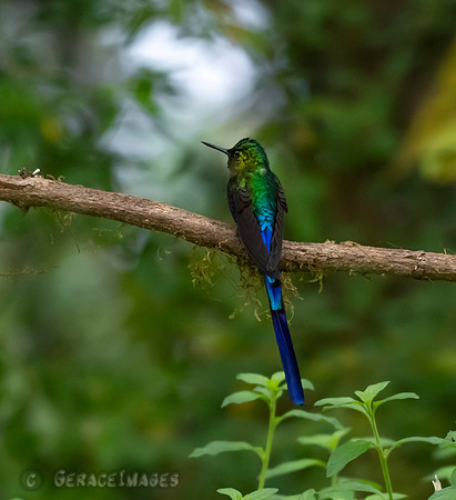 Long-Tailed Sylph