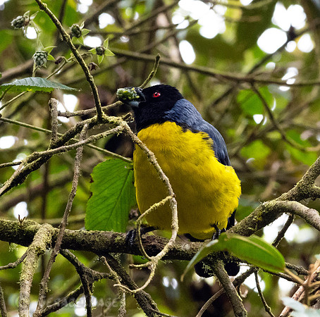 Hooded Mountain Tanager