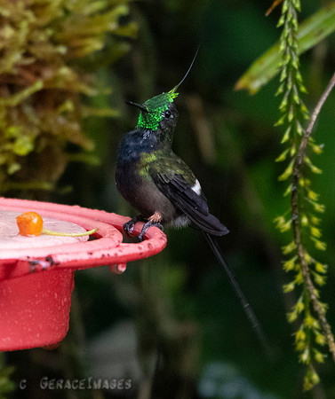 Wire-Crested Thorntail