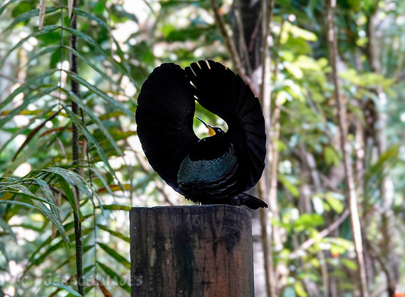 Victoria's Riflebird- Male