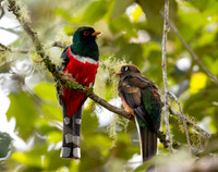 Adult Male & Junior Male Masked Trogons