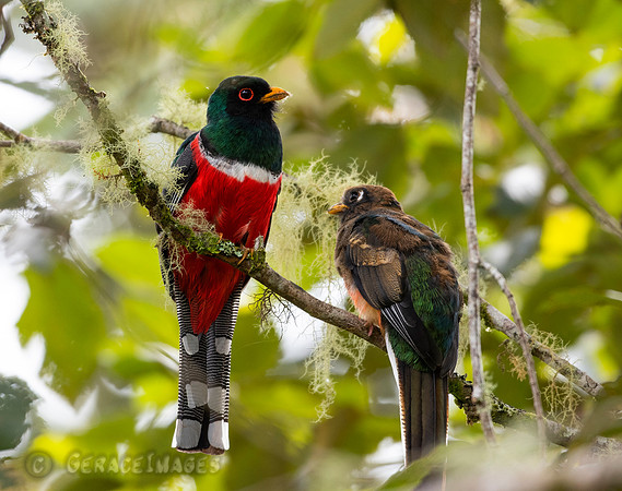 Adult Male & Junior Male Masked Trogons