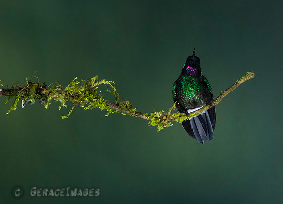 Tourmaline Sunangel