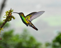 Green-Breasted Mango