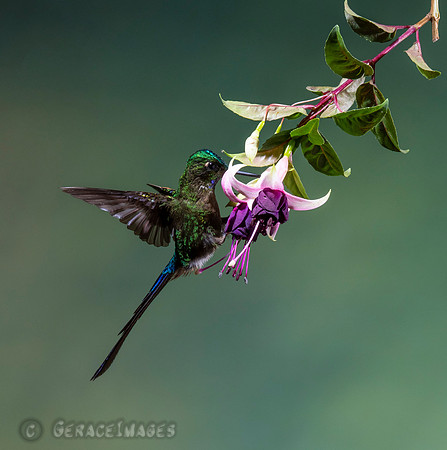 Violet-Tailed Sylph
