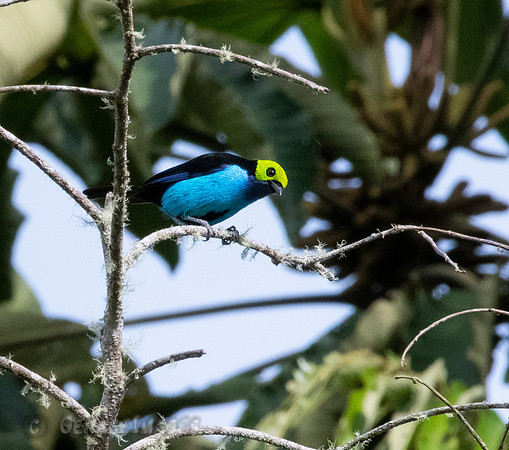 Paradise Tanager