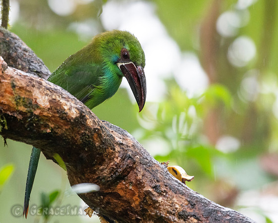 Crimson-Rumped Toucanet