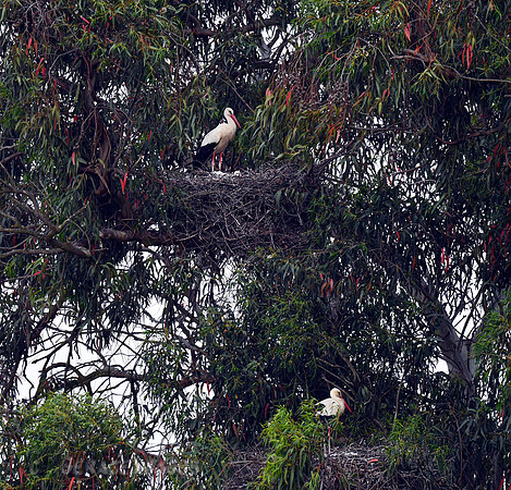 White Storks