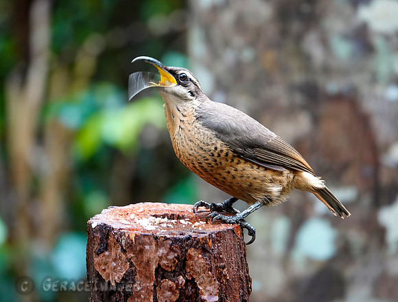 Victoria's Riflebird - Immature