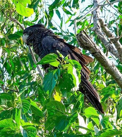 Red-tailed black cockatoo Female