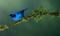 Masked Flowerpiercer