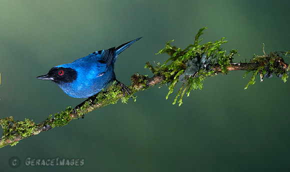 Masked Flowerpiercer