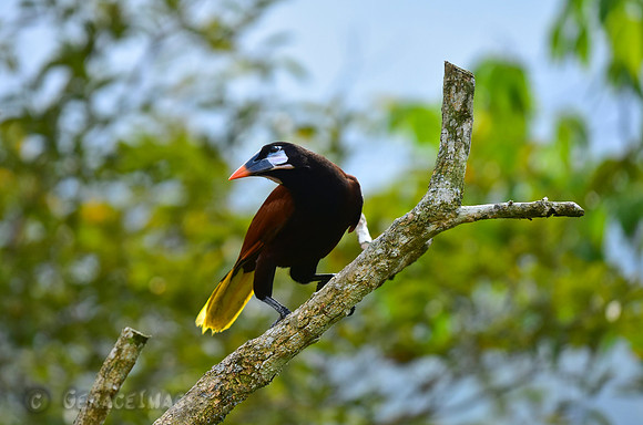 Montezuma Oropendola