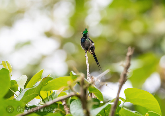 Wire-Crested Thorntail