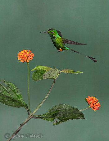 Booted Raquet-Tailed, Eastern Andes