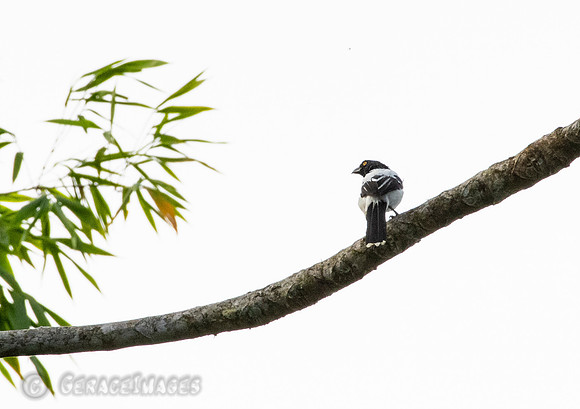 Magpie Tanager