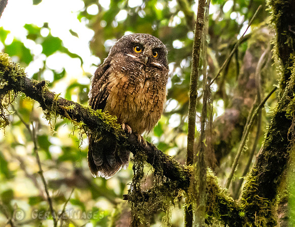 White-Throated Screetch Owl