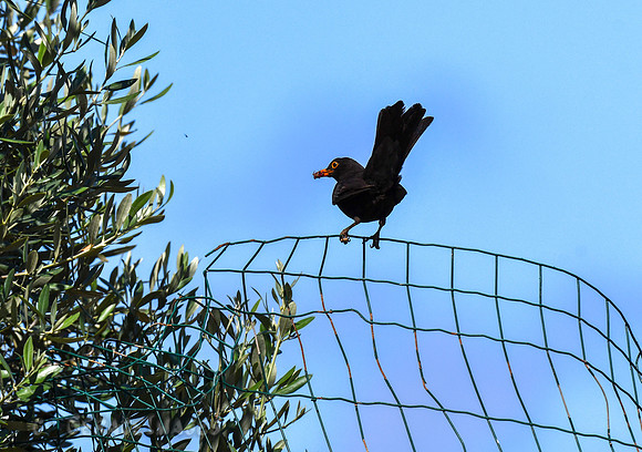 Common Blackbird